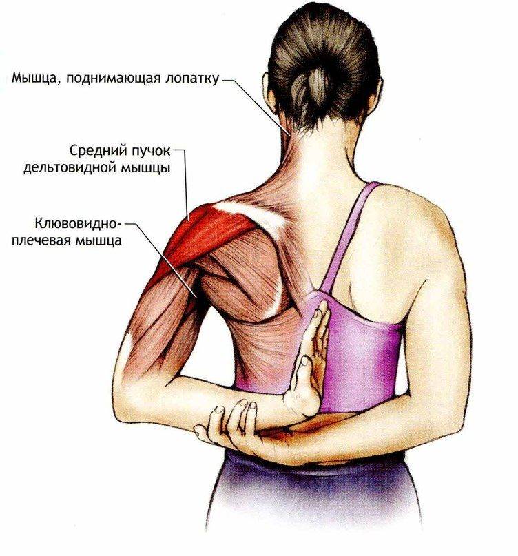 Помощь при боли верхней части трапециевидной мышцы | fpa