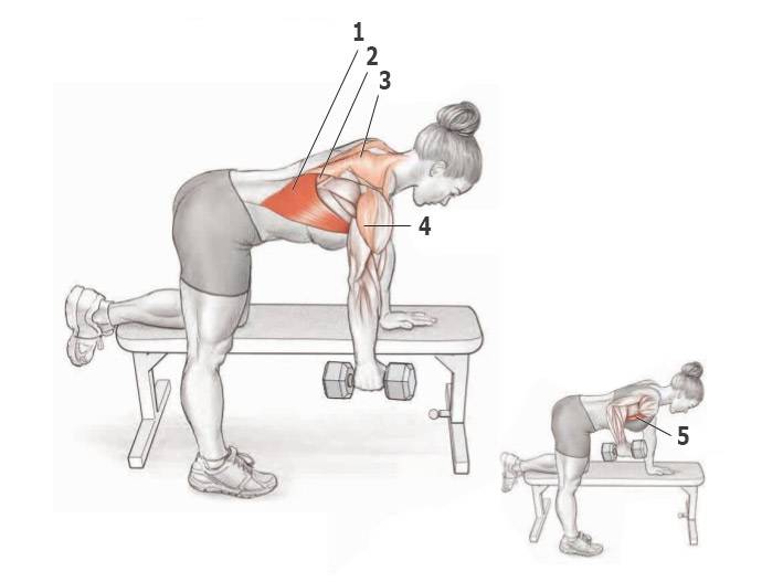 Тренировка мышц спины с гантелями: основные упражнения, принципы и особенности