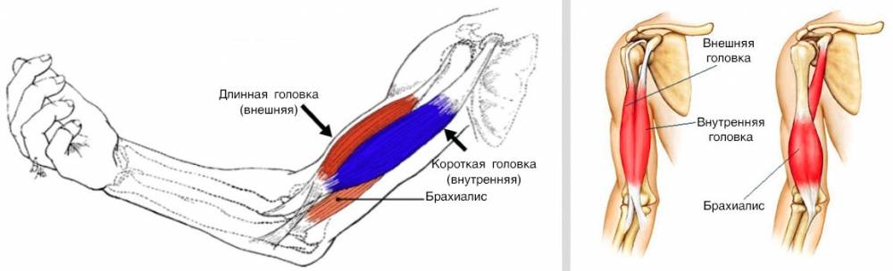 Трицепс анатомия крепление