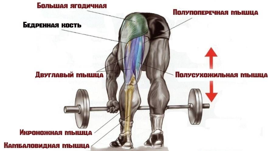 Как делать становую тягу на одной ноге, румынскую тягу и мертвую тягу?