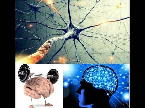 Как развить и улучшить нейромышечную связь для набора мышц тела