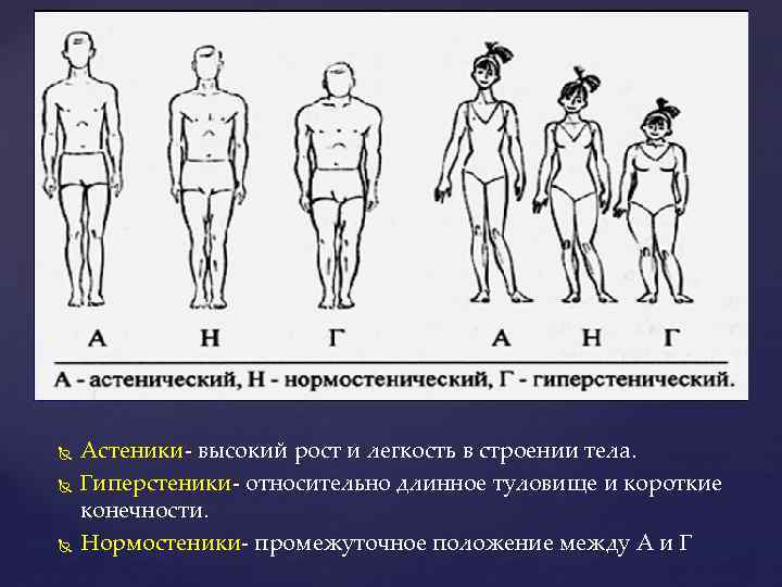 Телосложение и фигура человека. фигура человека и ее визуальный анализ. | визуальная ревматология