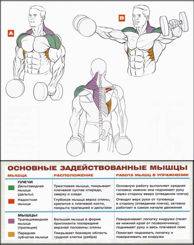 Упражнения для дельтовидных мышц с гантелями | sport-world