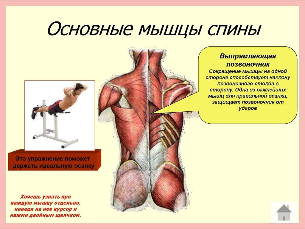 Поясница какие мышцы. Разгибатели мышц спины и позвоночника. Мышца разгибающая позвоночник. Мышцы разгибатели позвоночника анатомия. Мышцы сгибатели и разгибатели спины.