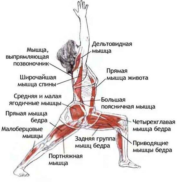 Как правильно делать упражнение ласточка. рассказывает мастер спорта по художественной гимнастике юлия ситникова. какая польза от "ласточки"