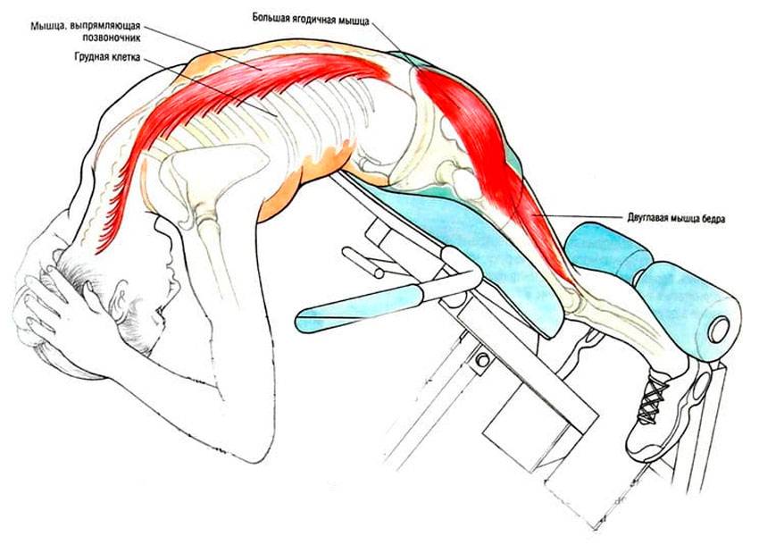 Техника выполнения вспомогательных упражнений на мышцы спины