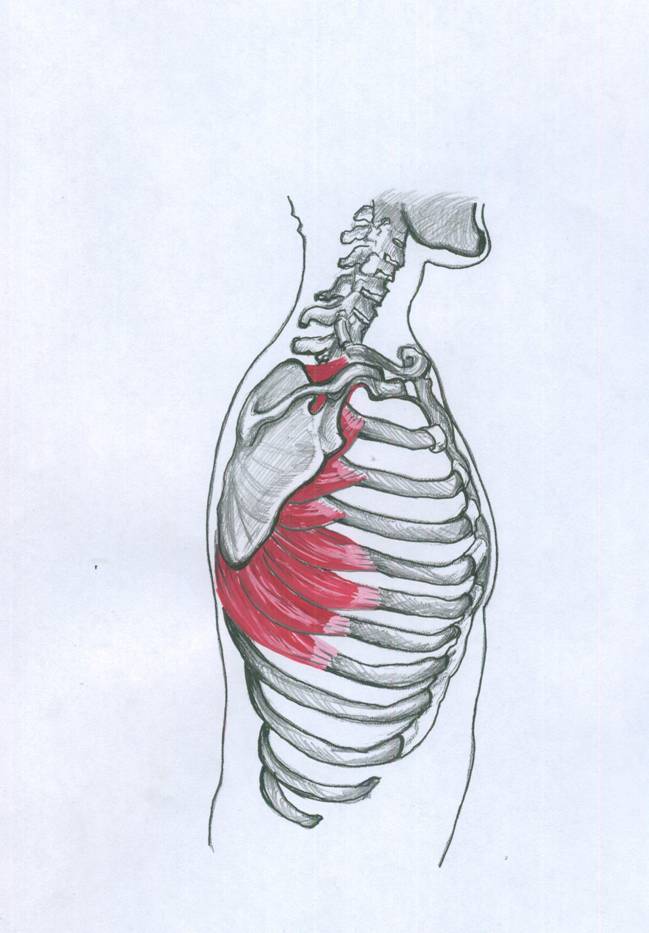 Мышцы человека – анатомия, функции и строение в картинках
