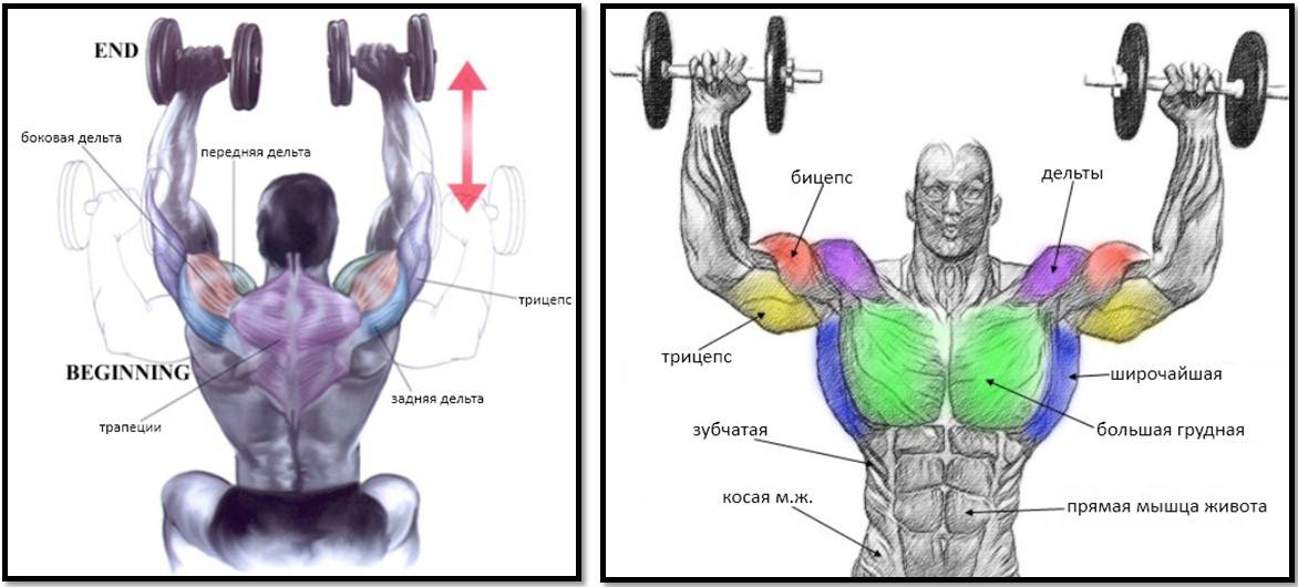 Как накачать плечи - руководство эффективному тренингу дельтовидных мышц