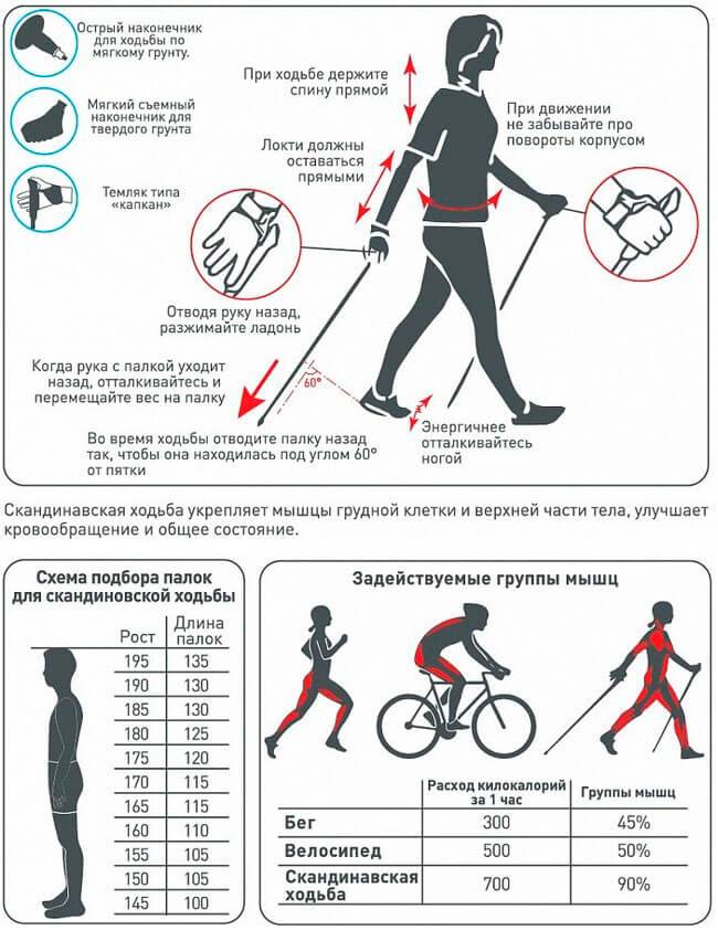 Скандинавская ходьба для похудения: как правильно ходить с палками чтобы худеть?