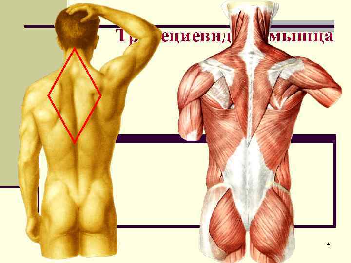 Анатомия и строение мышц спины + топ лучших упражнений
