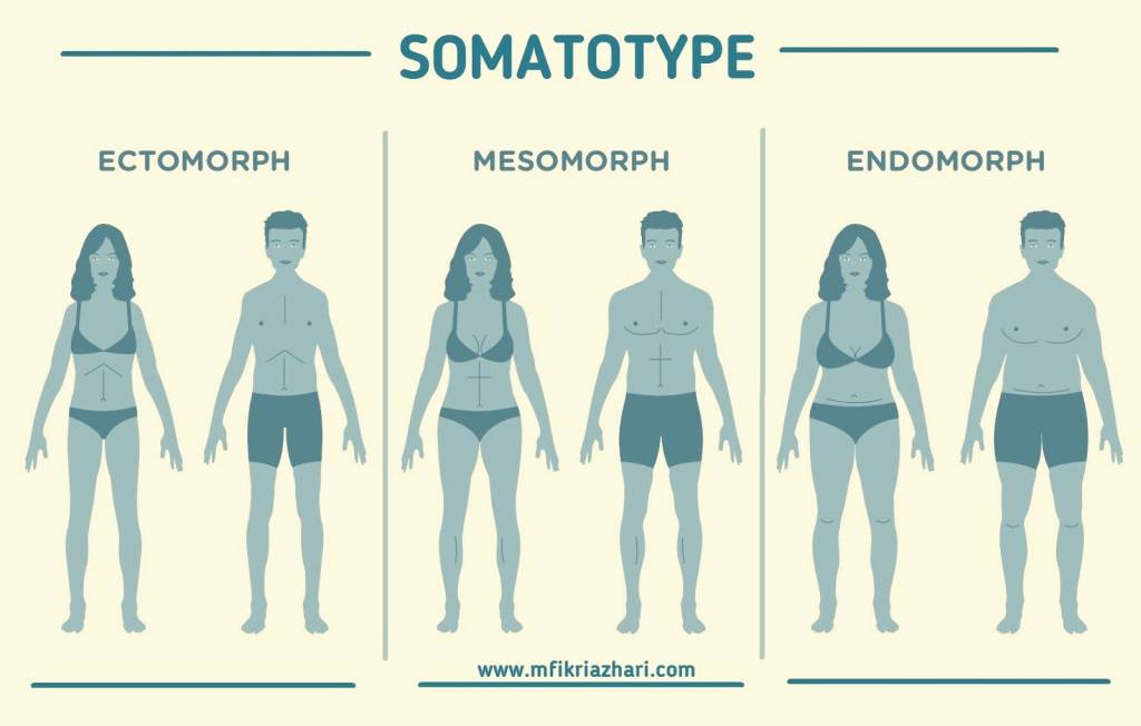 Эктоморф, мезоморф, эндоморф – типы телосложения (соматотипы по шелдону)