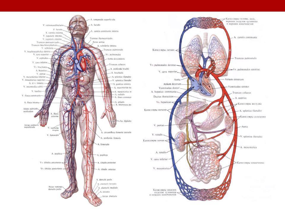 Кровеносная система фото с описанием