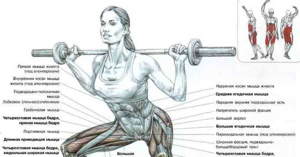 Какие мышцы работают при выполнении приседаний?