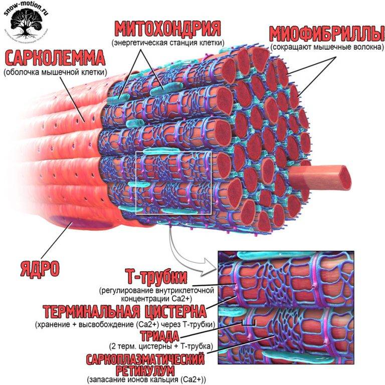 Важные знания о различных типах мышечных волокон