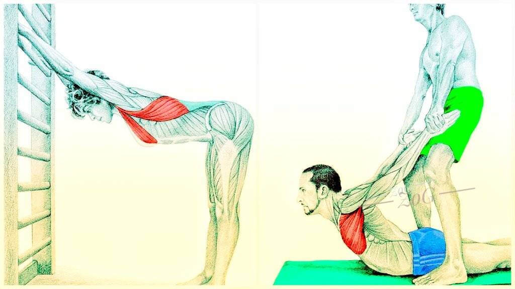 Как растягивать спину: упражнения для растяжки мышц спины и позвоночника в домашних условиях. растяжение мышцы спины: лечение и симптомы