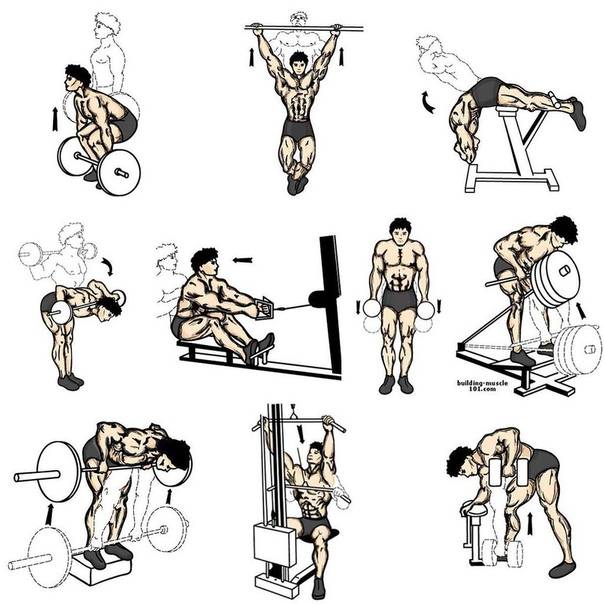 Правильная тренировка для развития мышц спины: лучшие упражнения и программа прокачки спины в зале
