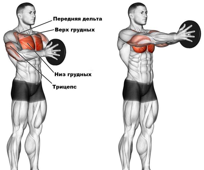 Жим Свенда: техника и варианты упражнения на грудные мышцы