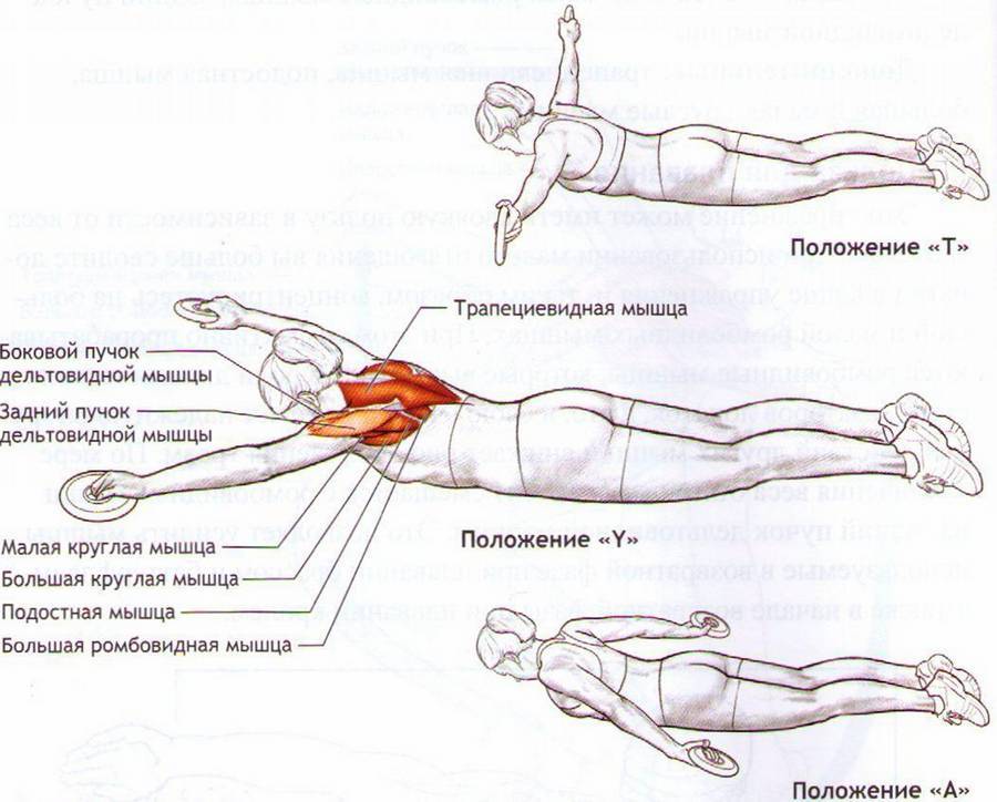 ✅ что такое ласточка в гимнастике. упражнение "ласточка": особенности выполнения. упражнение для брюшного пресса - elpaso-antibar.ru
