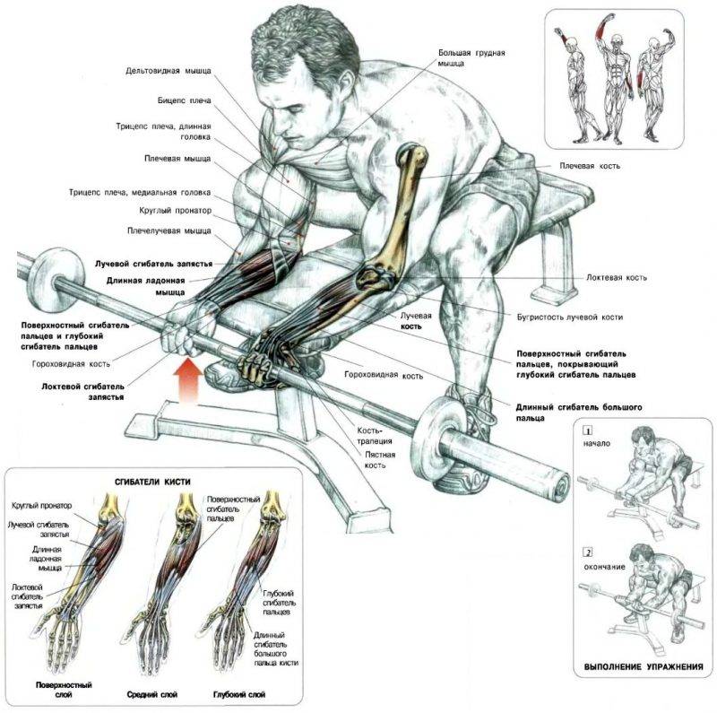 Группы мышц на руках в картинках