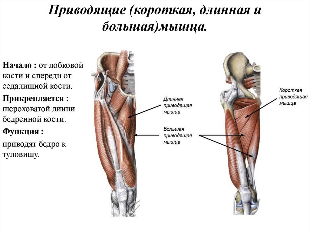 Анатомия мышц ног: полный разбор мышц+лучшие упражнения для их развития