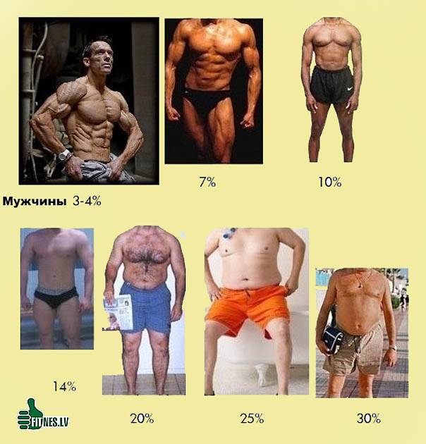 Процентное содержание жира в теле мужчин и женщин