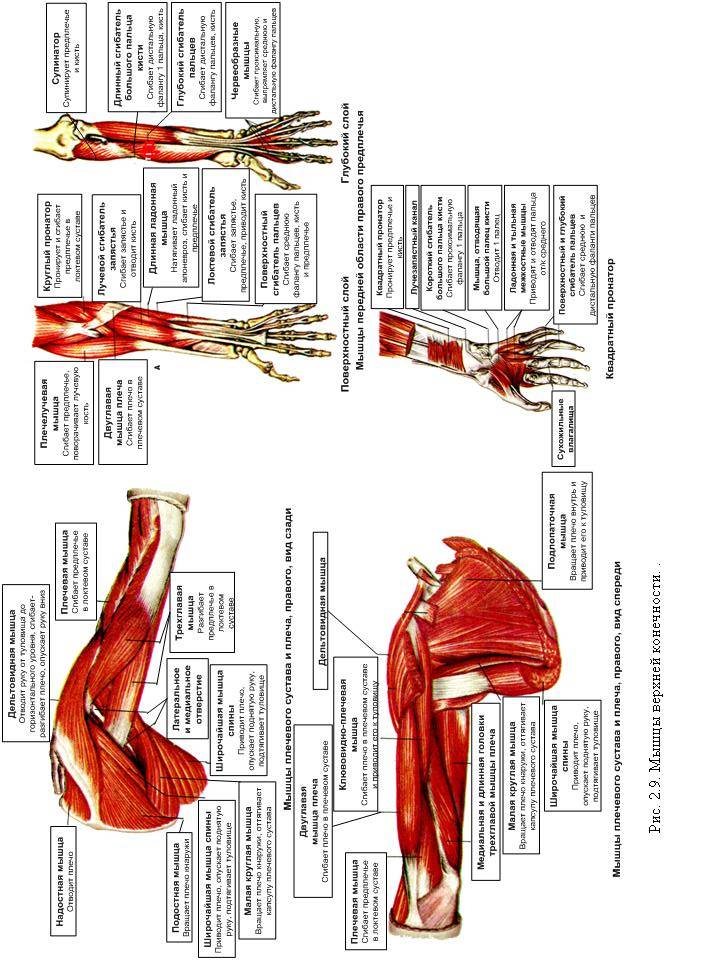 Методическая анатомия. Мышцы верхних конечностей анатомия функции. Мышцы пояса верхней конечности функции. Поверхностные мышцы верхних конечностей анатомия. Мышцы пояса верхней конечности анатомия.