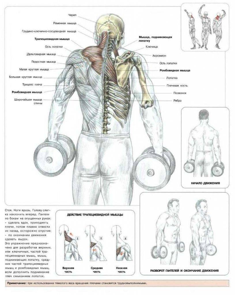 Упражнения для трапециевидных мышц с картинками