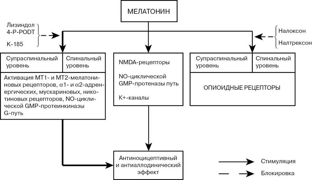 Мелатонин побочные эффекты. Механизм действия мелатонина. Механизм действия мелатонина биохимия. Мелатонин механизм действия биохимия. Мелатонин механизм действия.