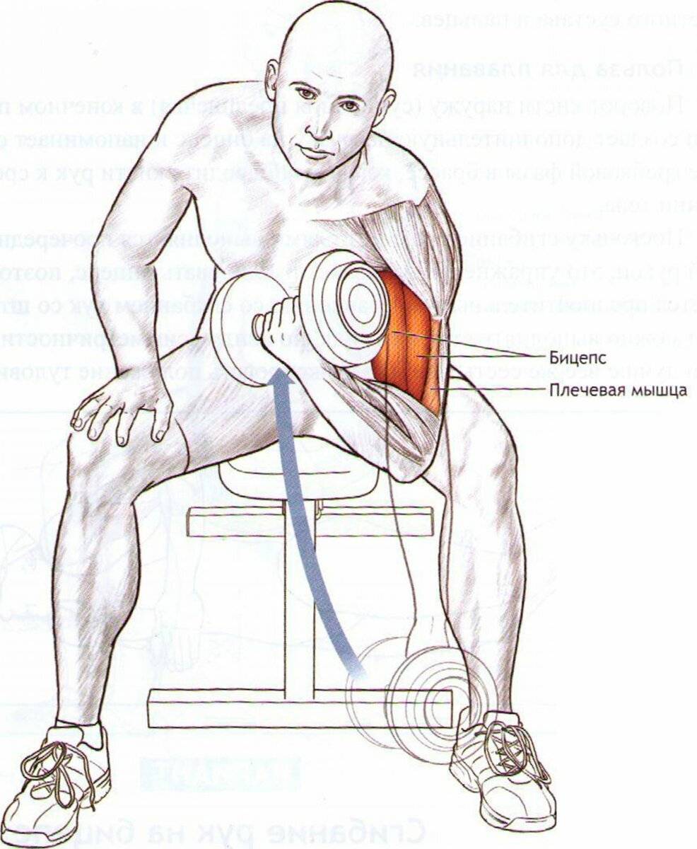 Эффективные упражнения с гантелями для мышц рук | ripa-russia.ru