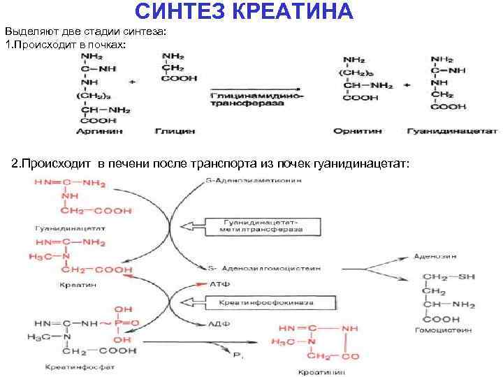 Загрузка креатином схема