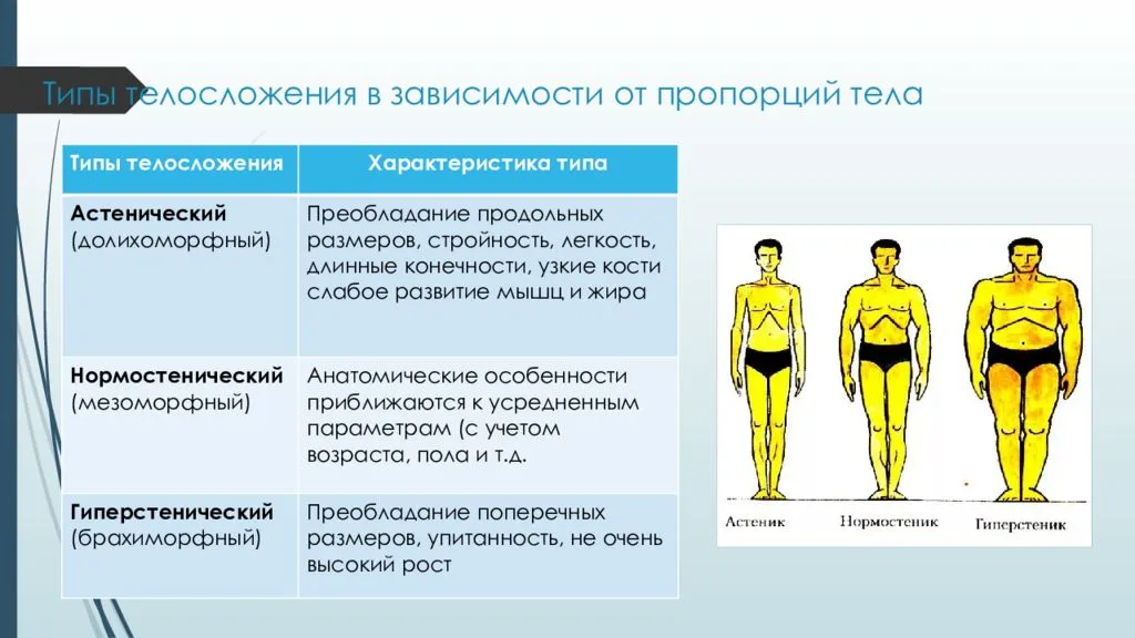 Типы телосложения у женщин : астеническое, нормостеническое, гиперстеническое