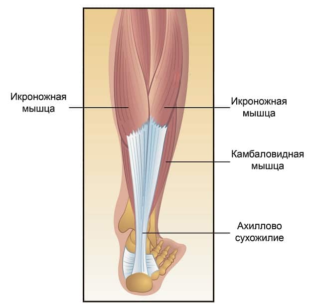 Ахиллесово сухожилие анатомия