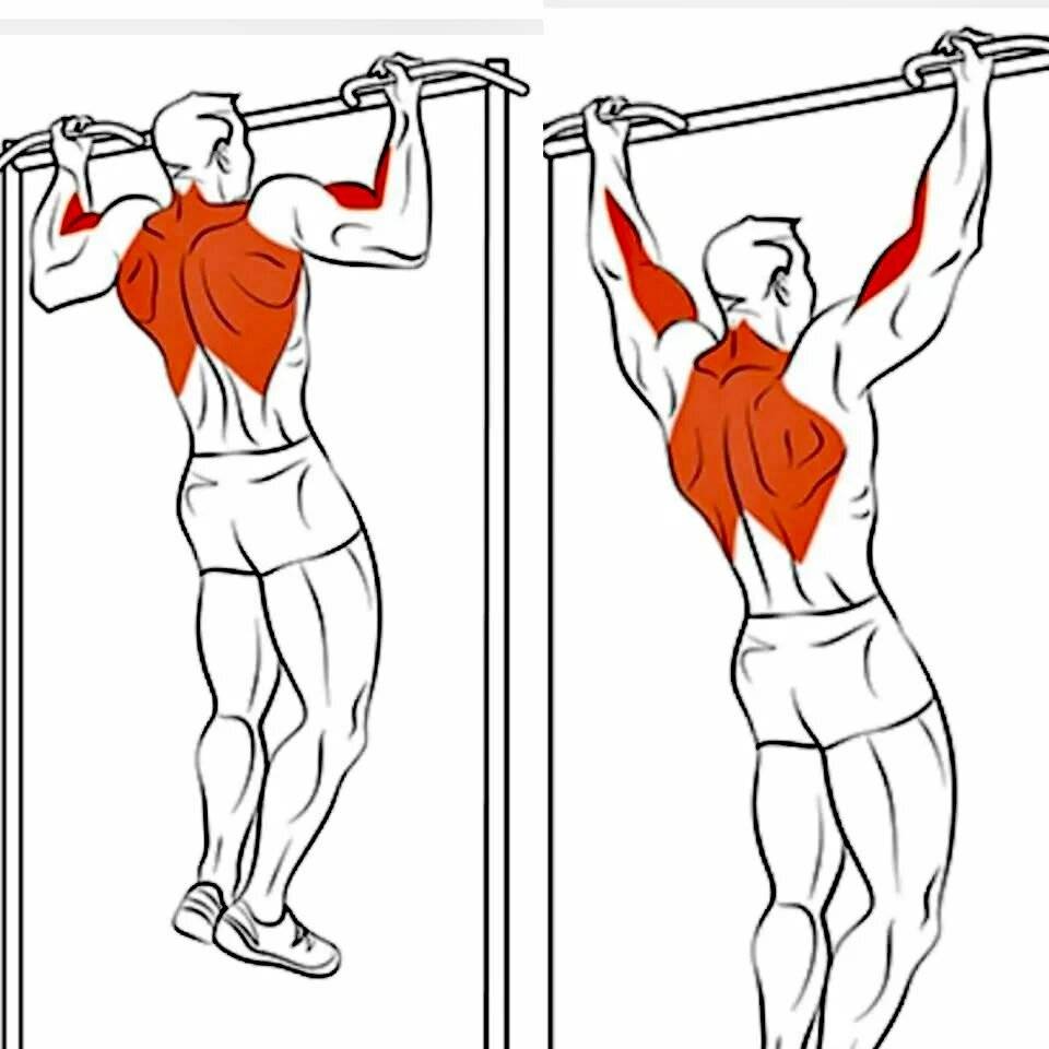 Тренировка спины в тренажерном зале: как правильно качать спину, лучшие упражнения для мышц спины