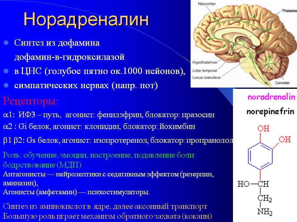 Дофамин как мотиватор в системе вознаграждения головного мозга — блог викиум