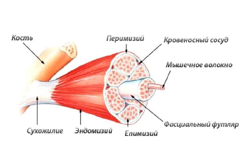 Гипертрофия мышц