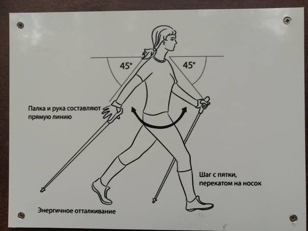 Скандинавская ходьба - польза, техника, правила, снаряжение, отзывы. выбор и покупка палок для скандинавской ходьбы