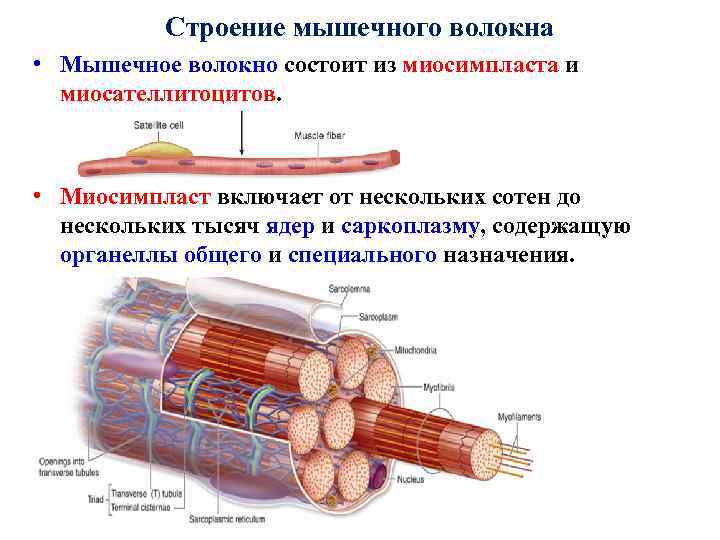 Мышечное волокно это