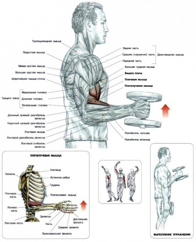 Как накачать мышцы рук