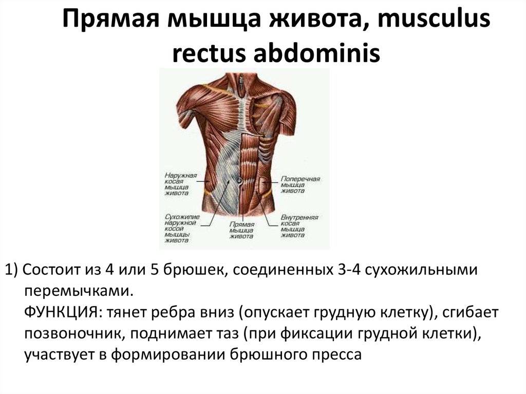 Прямая мышца живота человека | анатомия прямой мышцы живота, строение, функции, картинки на eurolab