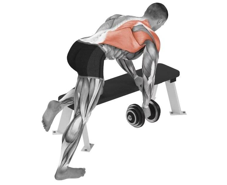 Тяга гантелей лежа на скамье: техника выполнения, какие мышцы работают