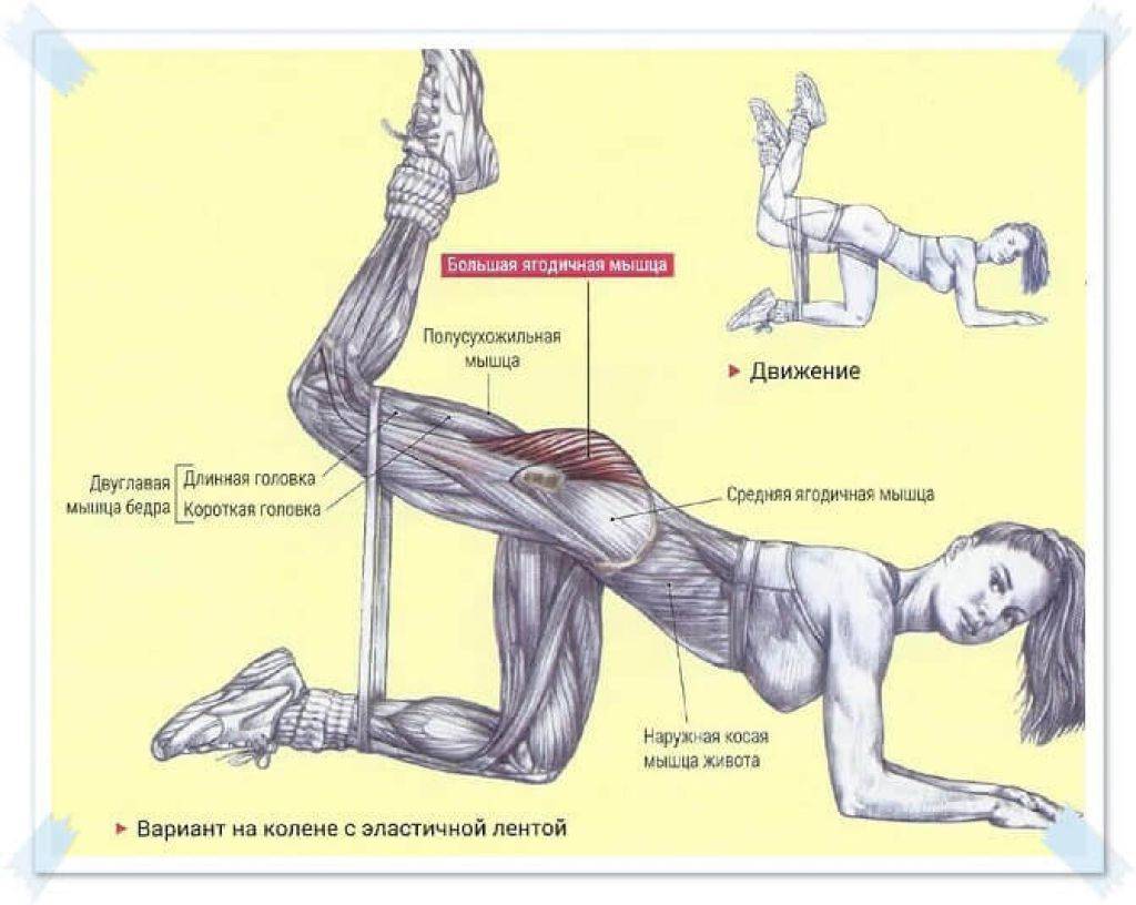 Средняя ягодичная мышца: комплекс из 5-ти упражнений
