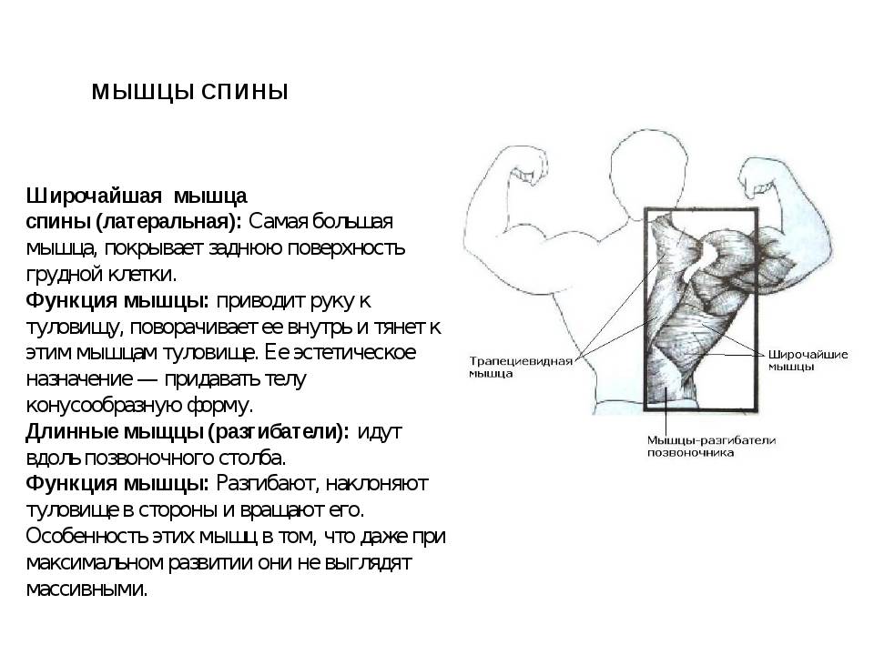 Широчайшая мышца спины: анатомия, функции