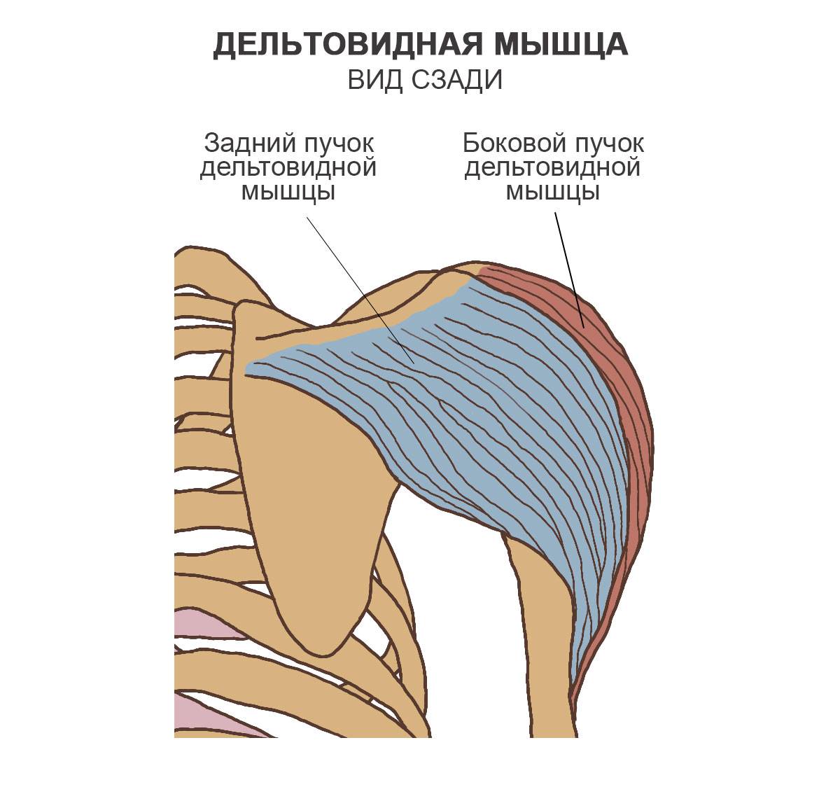 Дельтовидная мышца плеча: где находится, анатомия и функции дельт