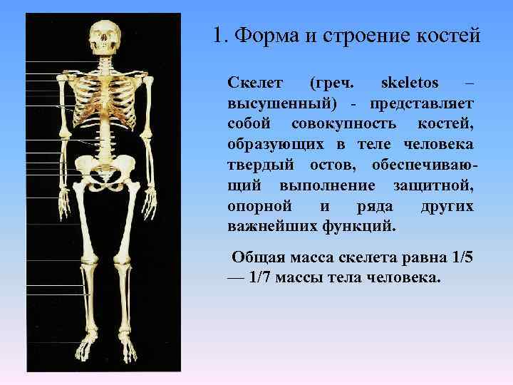 Сколько костей в скелете взрослого человека