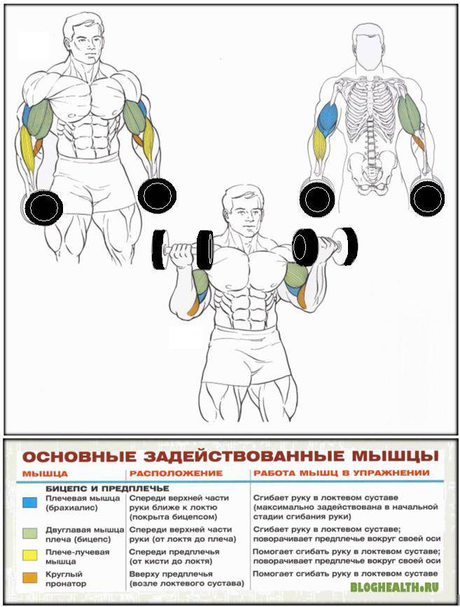 Как прокачать грудь и бицепс: 20 упражнений для качественной тренировки | super.ua