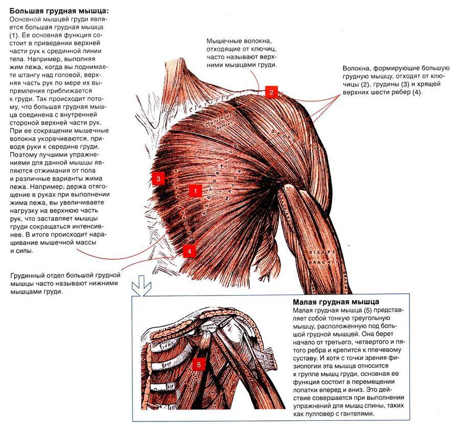 Большая грудная мышца. Грудино реберная часть большой грудной мышцы. Малые грудные мышцы анатомия. Мышцы грудной клетки у мужчин анатомия. Анатомическое строение грудных мышц.