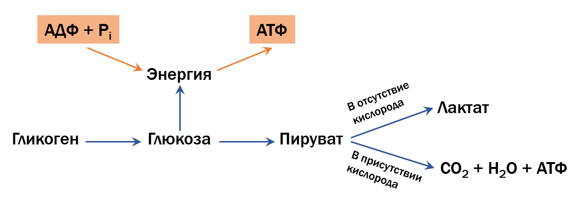 Молочная кислота после тренировки