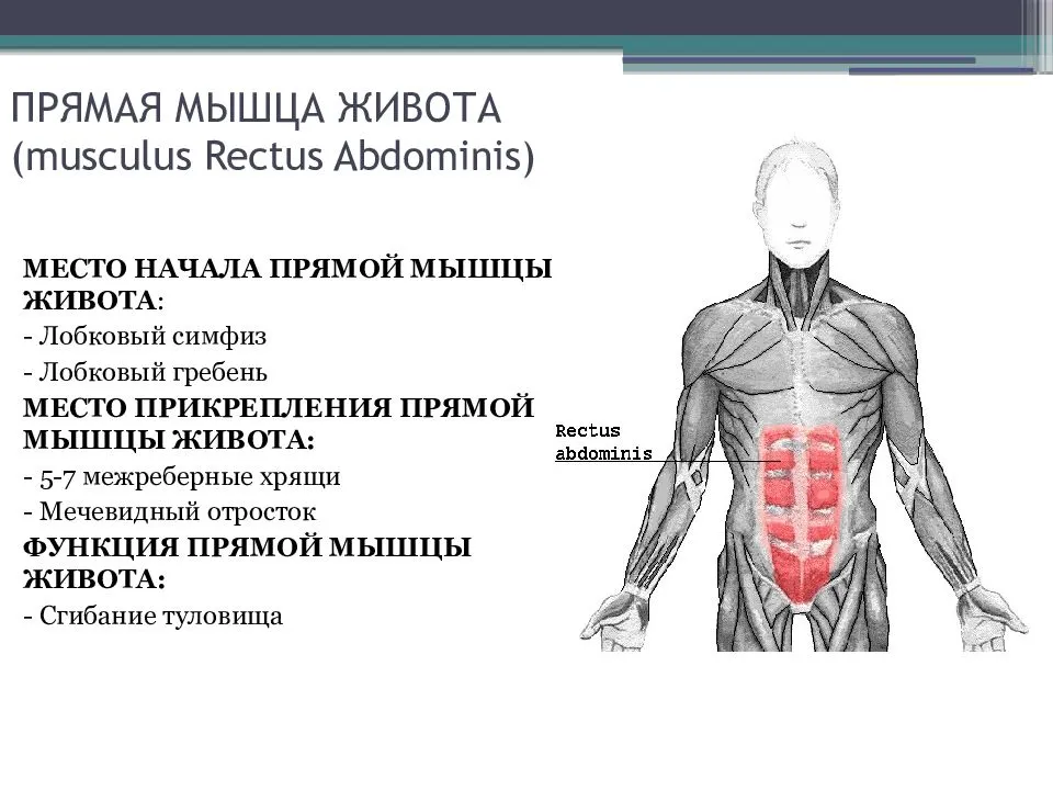 Мышцы пресса: анатомия, физиология, определение, строение, виды и выполняемые функции