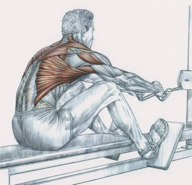 Упражнения на спину в тренажерном зале и дома, в том числе с гантелями и штангой, комплекс для укрепления мышц для девушек и мужчин