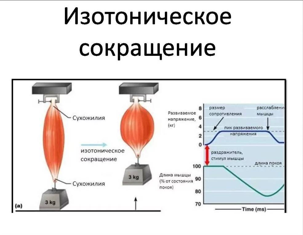 Прибор для записи графического изображения мышечных сокращений